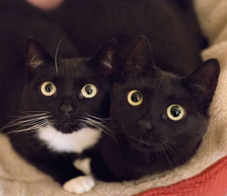 黒猫ワールドにようこそ♪ 】おもわず見惚れてしまう黒猫たちが大集合