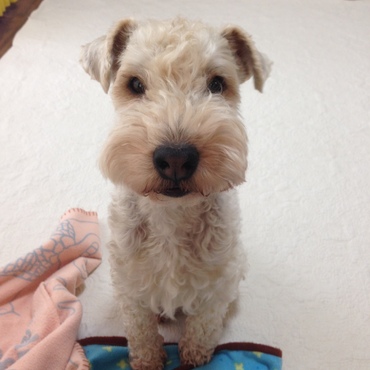 犬 × レークランド・テリア」に該当するギャラリー :: ペットのおうち