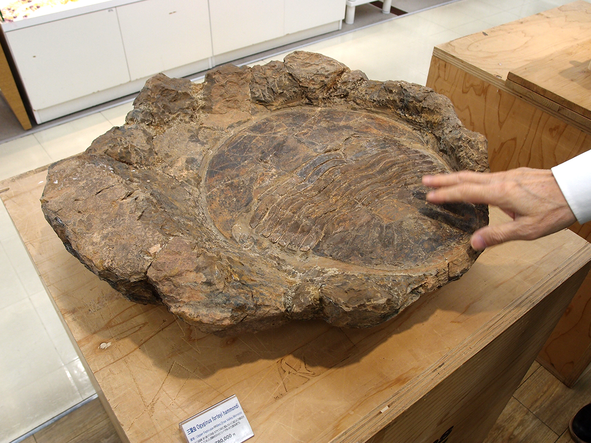 約4億8千年前は生息していたという巨大な「三葉虫」の化石 - 名駅経済新聞