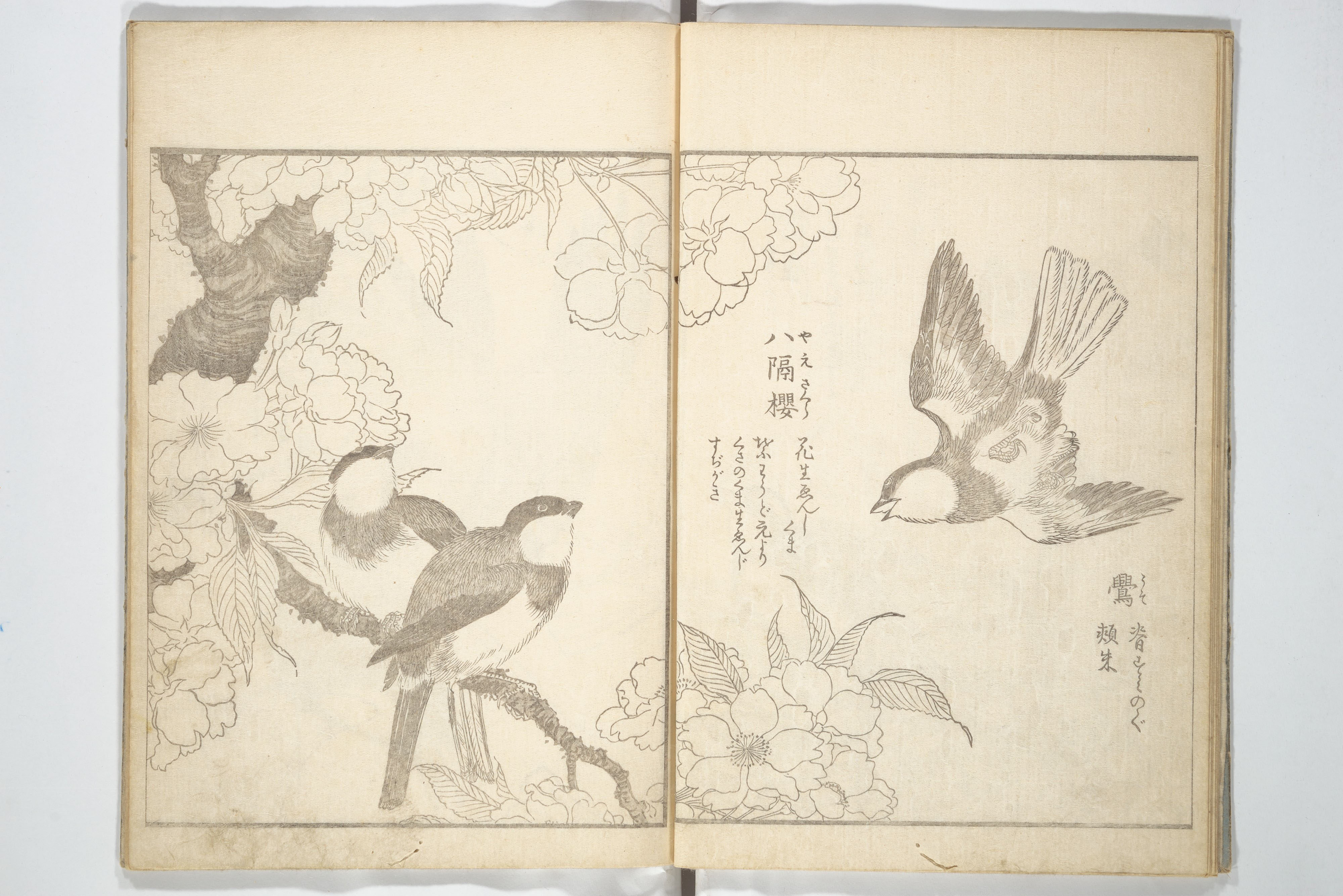 Kitao Shigemasa 北尾重政 - True Depictions of Bird and Flower