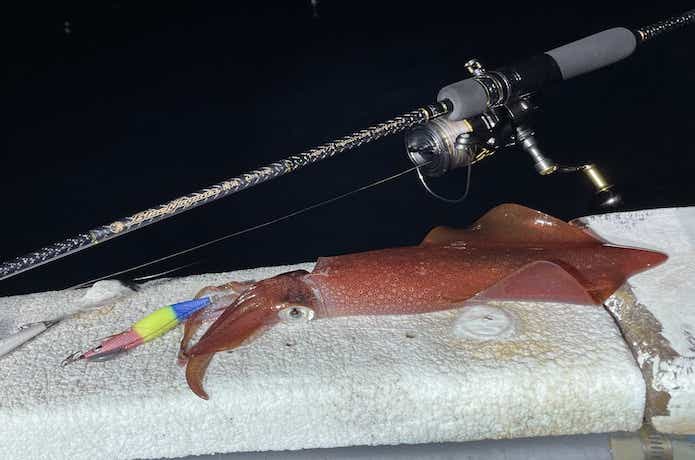 ブラックジャガー漢気を実釣インプレ！最高レベルの感度に大満足