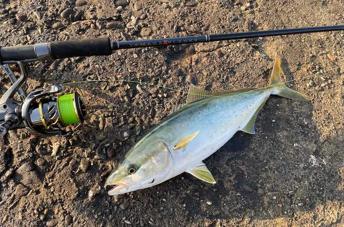 泳がせ釣りにおすすめの竿15選！ 磯竿から代用できるルアーロッドまで