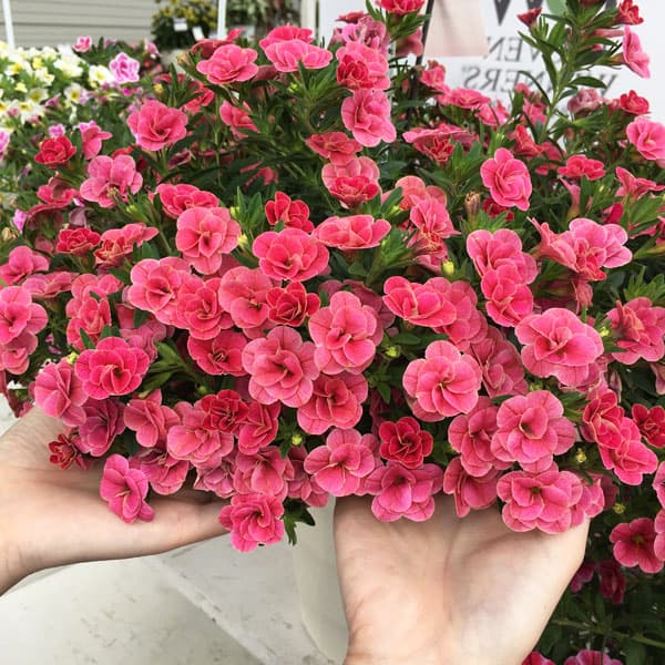 園芸ネット本店｜[26年3月中下旬予約]カリブラコア：スーパーベル