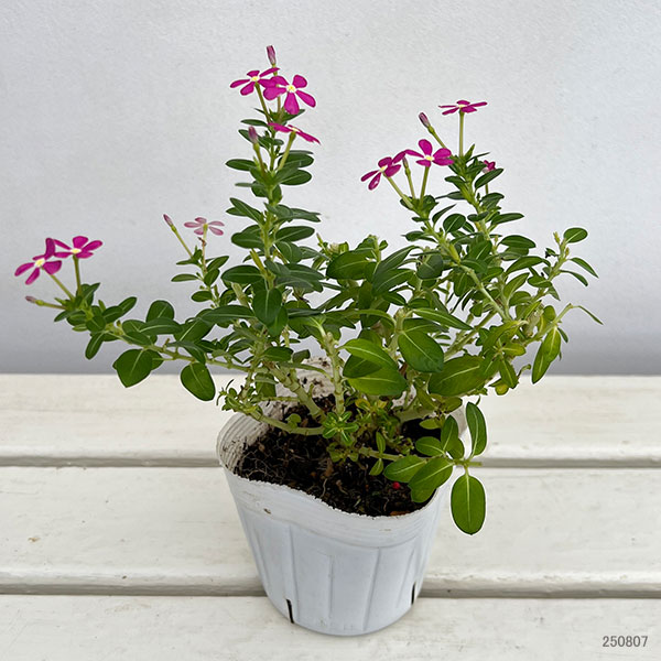 園芸ネット本店｜[26年5月中下旬予約]ニチニチソウ：夏花火 ラズベリー