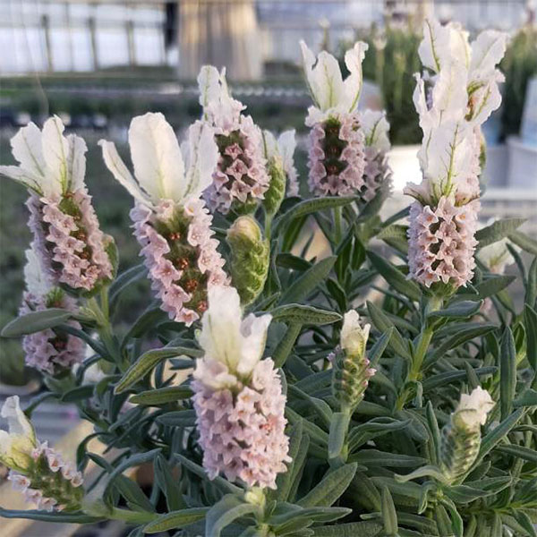 園芸ネット本店｜フレンチラベンダー（巨大輪種）：クラウン ピンク