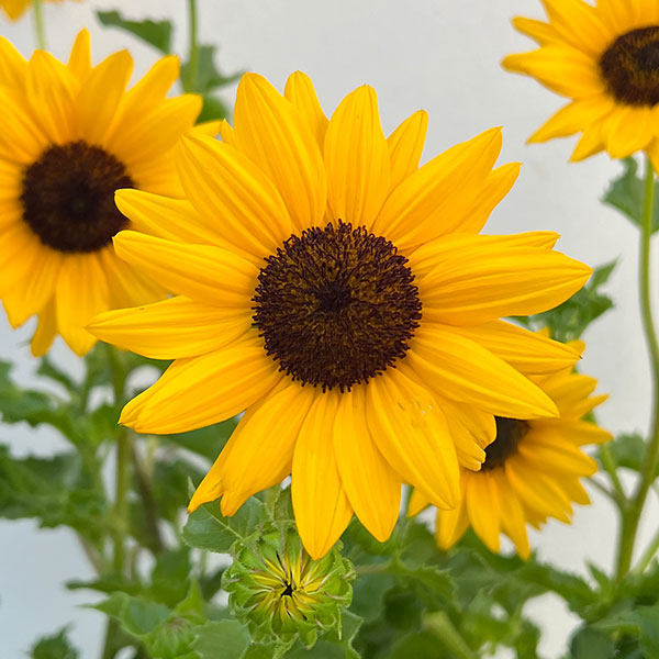 園芸ネット本店｜ヒマワリ：サンメイジング4号ポット の通販【公式】