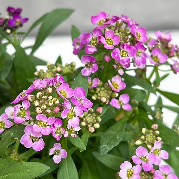 園芸ネット本店｜アリッサム：アルール花色ミックス植え2.5号ポット の