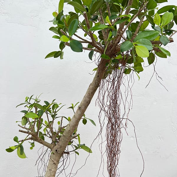 園芸ネット本店｜[送料無料]ガジュマル：センカクガジュマル 8号鉢植え