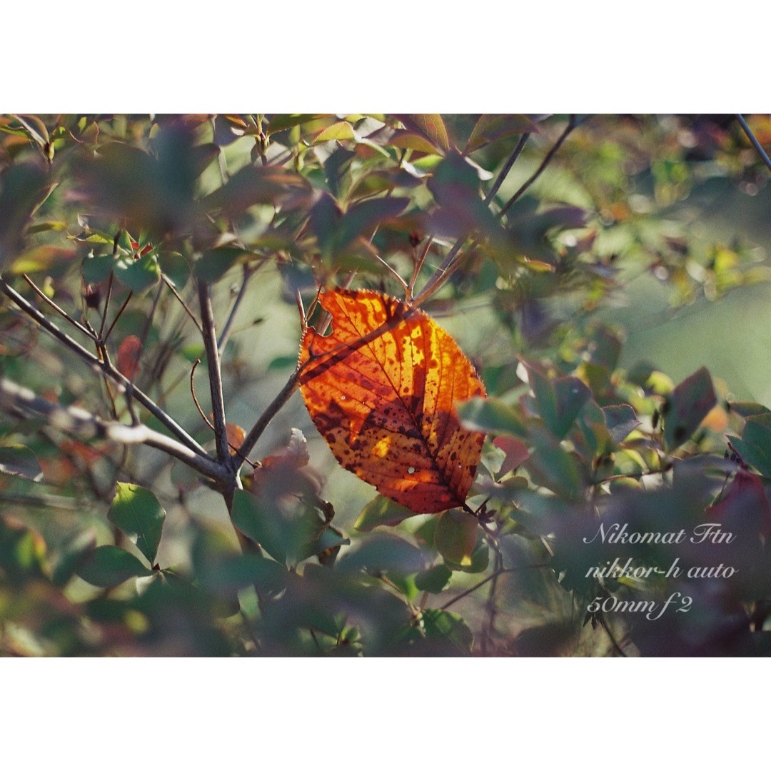 Nikon - nikon ftn＊black＊50mm f2☆完動品＊初期保証＊作例多数！の