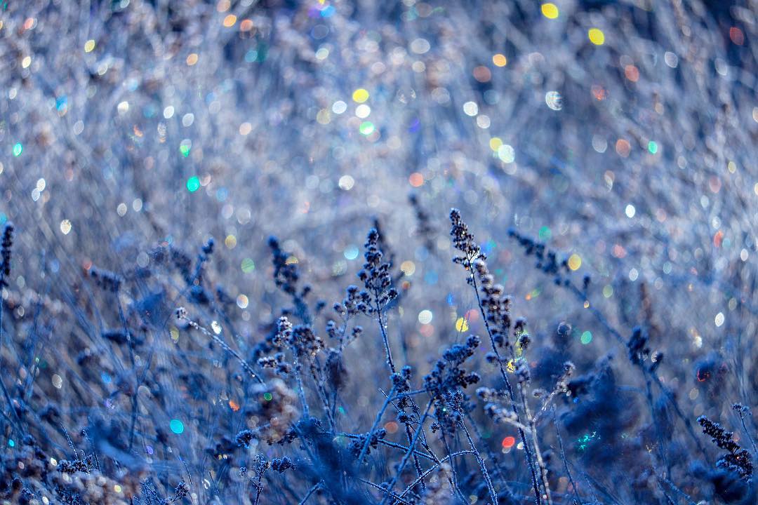 Canon EF-S55-250mm F4-5.6 IS STMを徹底解説。作例からレビューまで