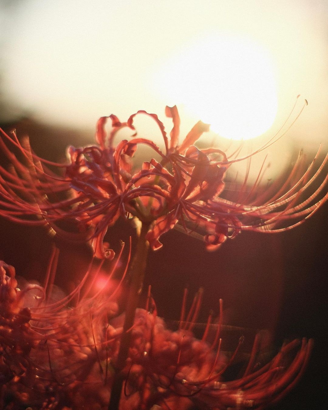 MINOLTA MD ROKKOR 50mmF1.4を徹底解説。作例から中古相場まで | ONE