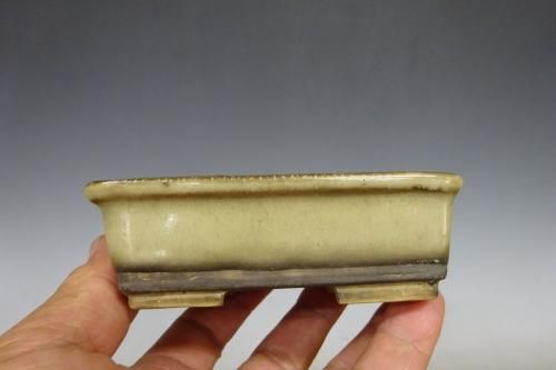 白交趾 鉢 【 22 H ― 17 】 - 小品盆栽専門店 湘風園オンライン