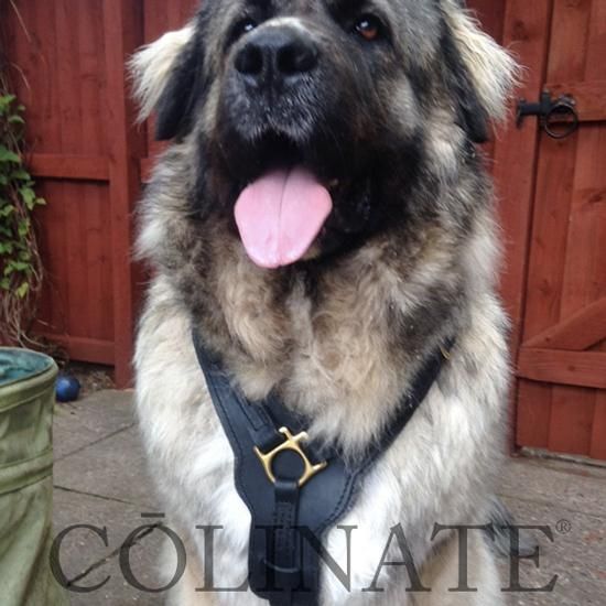 レオンベルガー/インフォメーション/首輪・ハーネス・リード・訓練用品