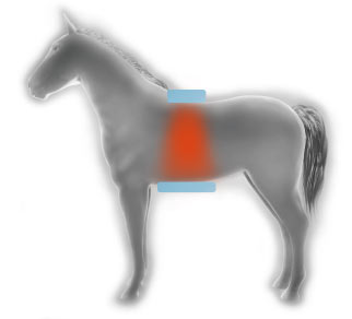 HORSE | INDIBA JAPAN - インディバ・ジャパン