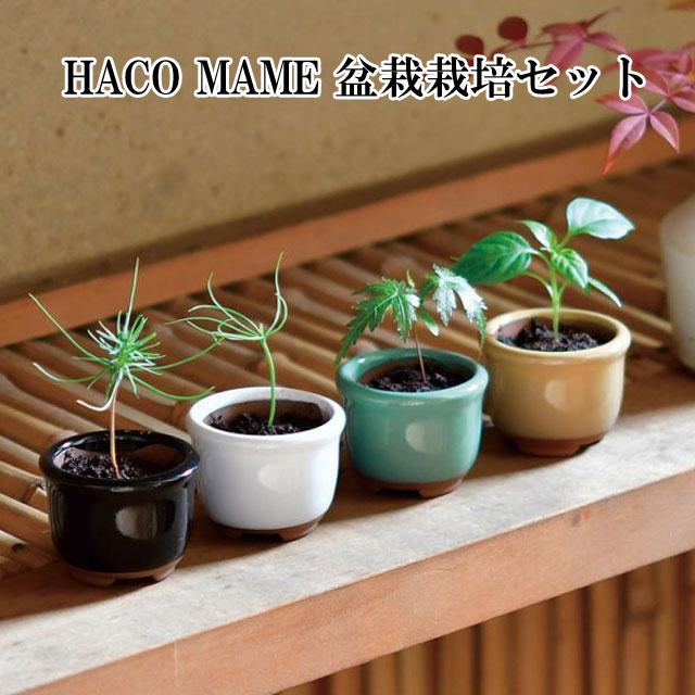 HACO MAME 盆栽 栽培セット 黒松 赤松 紅葉 五色とうがらし 栽培キット