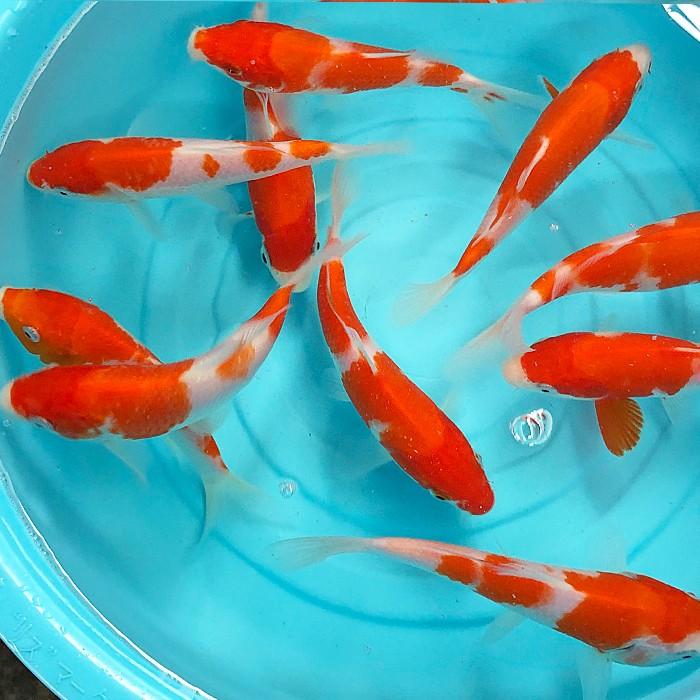 錦鯉 紅白 （M）15匹 13cm〜16cm前後 ニシキゴイ 鯉 色鯉 生体