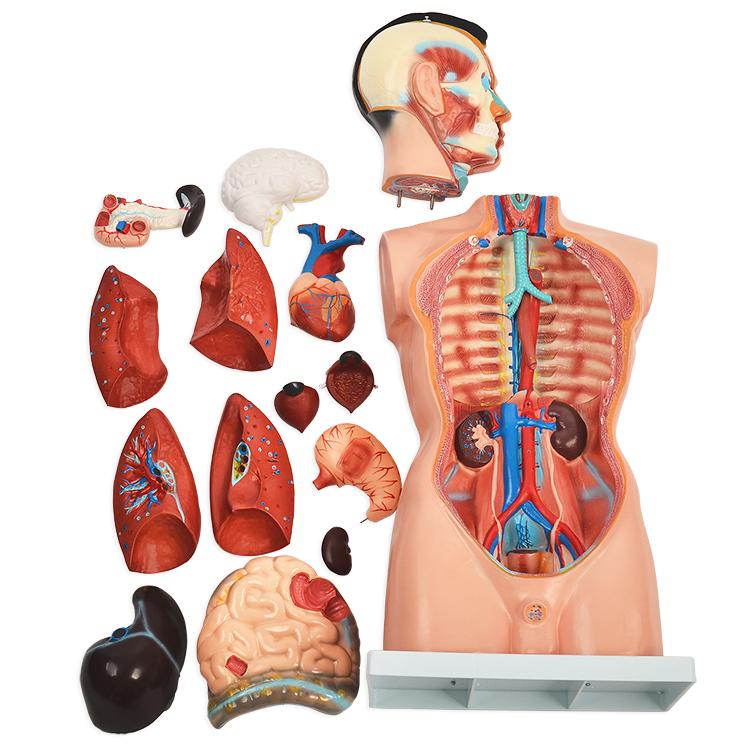 内蔵模型 人体模型85cm 男性 GX-201パーツ取り外し可 JK-2994Y : 株式