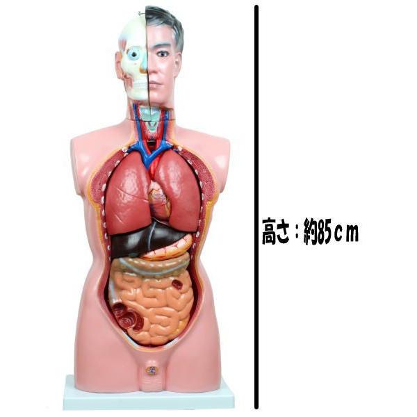 内蔵模型 人体模型85cm 男性 GX-201パーツ取り外し可 JK-2994Y : 株式