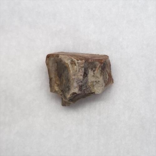 トリケラトプス 歯 化石 本物 10.93mm アメリカ産 プレゼント ギフト