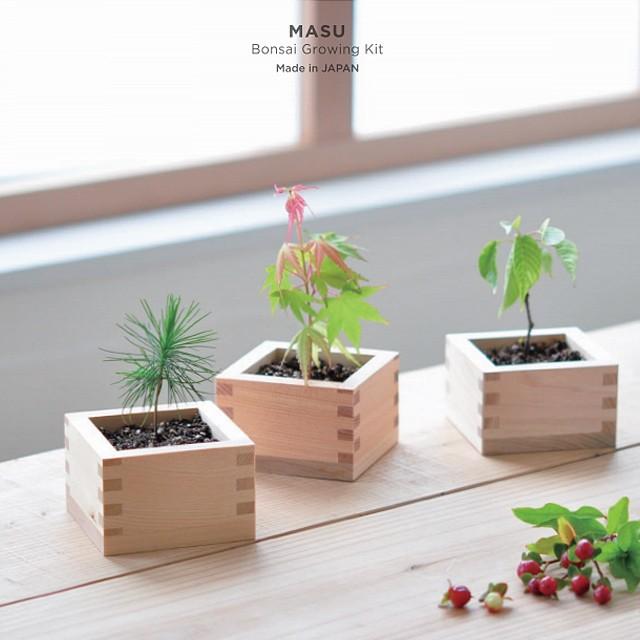 聖新陶芸 栽培セット ソダテマス 盆栽 GD-846 黒松 桜 紅葉 枡 和風