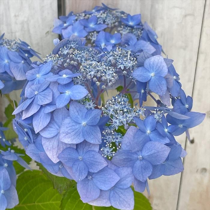 日本花キ流通 予約販売 山アジサイ 天使のエクボ 10.5cmポット 渥美