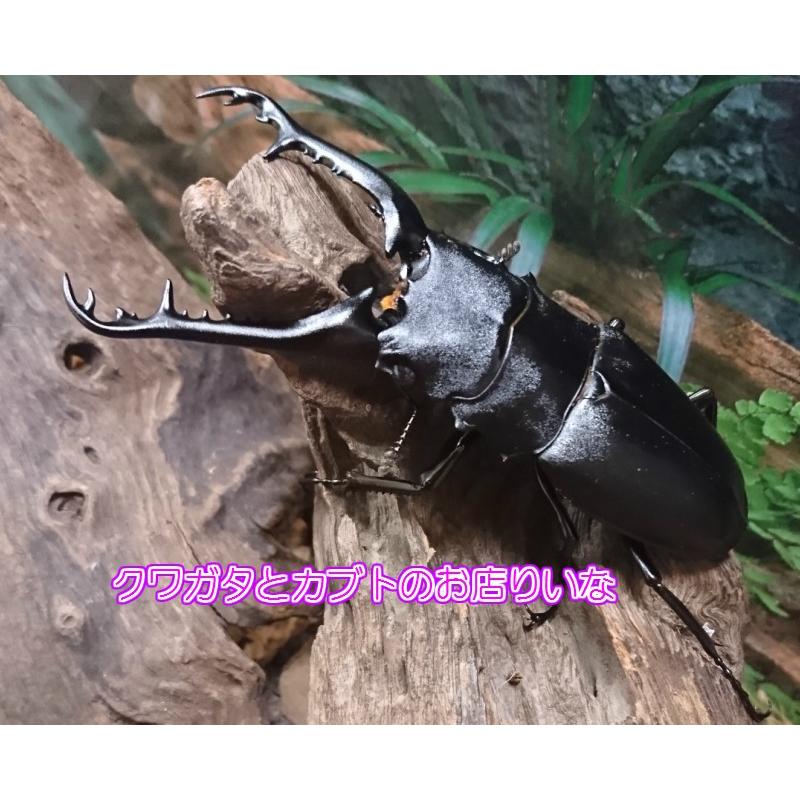 ギラファノコギリクワガタ ♂80mm 単品 : クワガタとカブトのお店