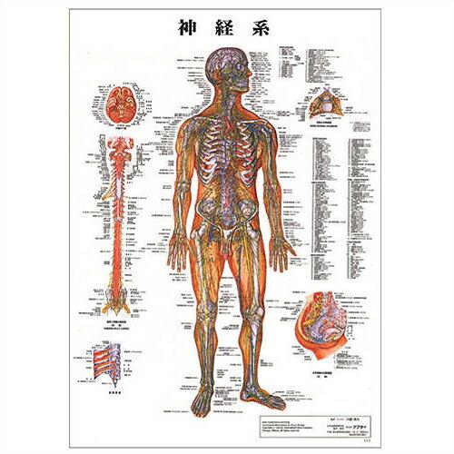 医道の日本社 人体解剖学チャート神経系 ポスター パネルなし(SR-118A