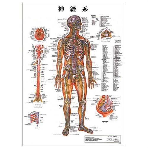 医道の日本社 人体解剖学チャート神経系 ポスター パネルなし(SR-118A