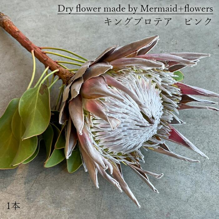 プリティ マーメイド 単品ドライフラワー キングプロテア ピンク 1本