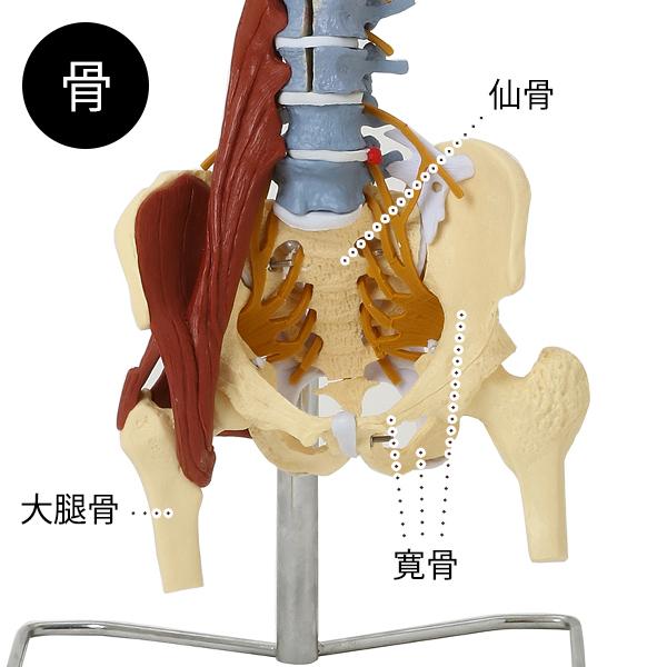 7ウェルネ 脊椎模型 人体模型 ( 主要筋 靭帯 神経 血管 付 ) 実物大