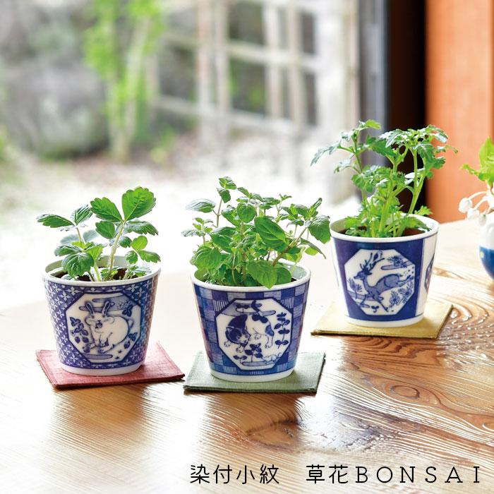 栽培キット 室内 ハーブ 染付小紋 草花 BONSAI 盆栽 GD-1022 ミント