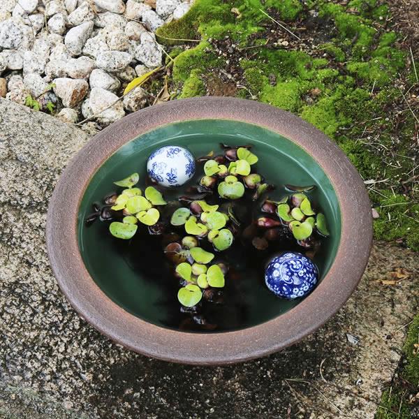 信楽焼 睡蓮鉢 メダカ鉢 おしゃれ めだか鉢 陶器 水鉢 ビオトープ