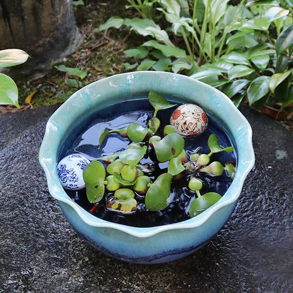 信楽焼 睡蓮鉢 メダカ鉢 おしゃれ めだか鉢 陶器 水鉢 ビオトープ