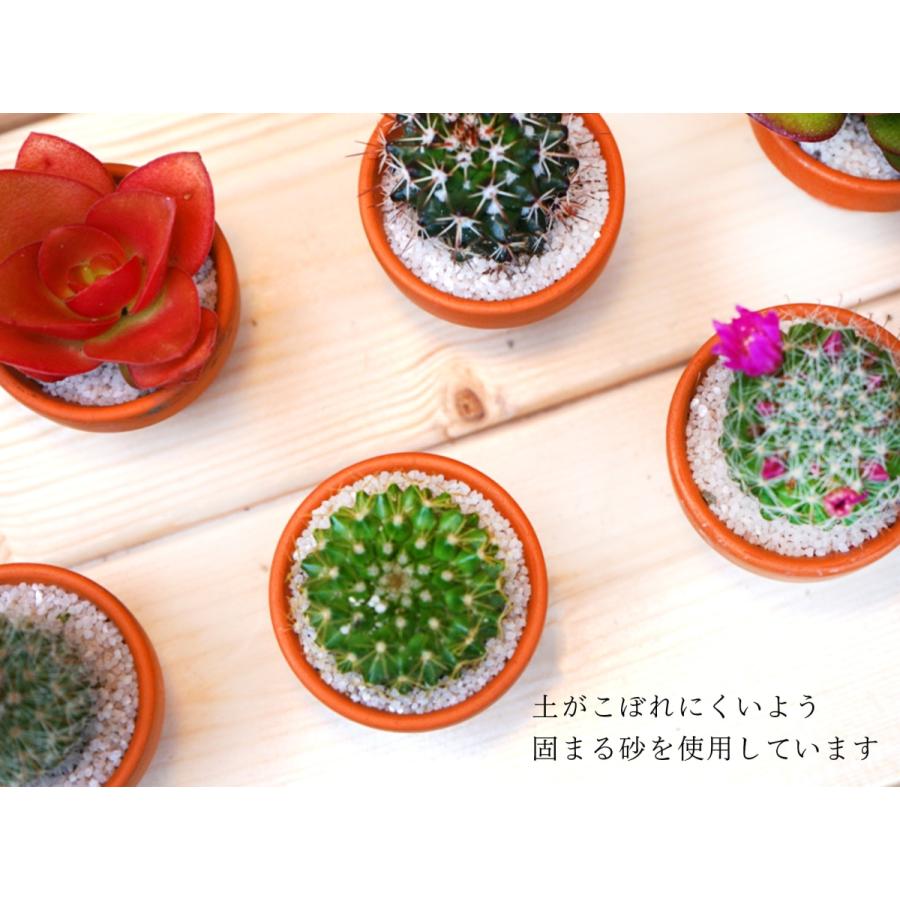 サボテン 4点 セット 1.5号 鉢 約4.7cm×4.7cm×9cm 観葉植物