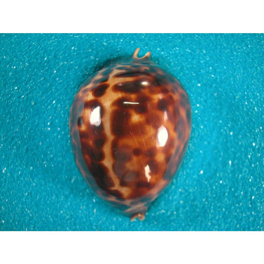 ビードロダカラ : 貝殻ストア - 通販 - Yahoo!ショッピング