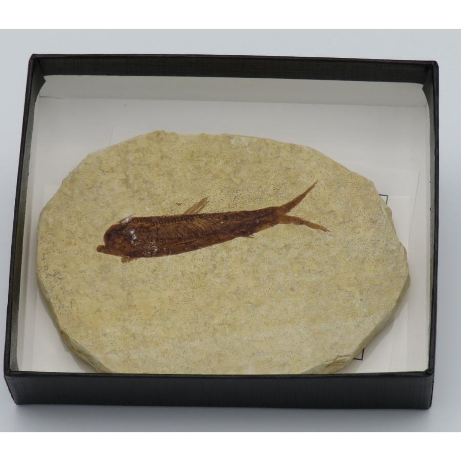 魚化石 ナイティアD : Raptors - 通販 - Yahoo!ショッピング