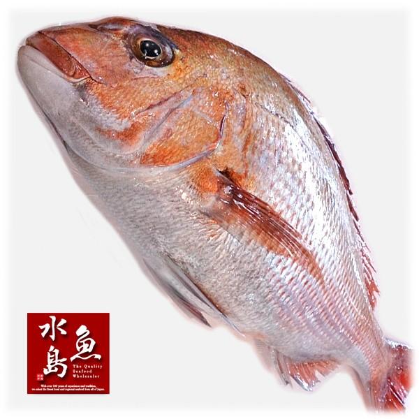 天然真鯛 マダイ 桜鯛 日本海産 2.5〜2.9キロ物 : 日本海の幸 新潟・魚