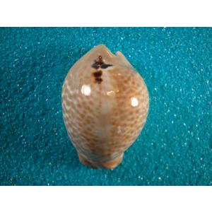 キッコウダカラ : 貝殻ストア - 通販 - Yahoo!ショッピング