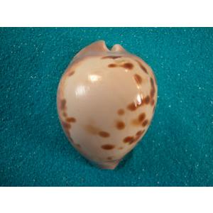 ビードロダカラ : 貝殻ストア - 通販 - Yahoo!ショッピング