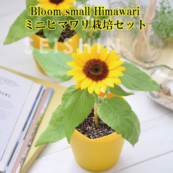 栽培キット Bloom small Himawari ミニヒマワリ栽培セット 栽培セット