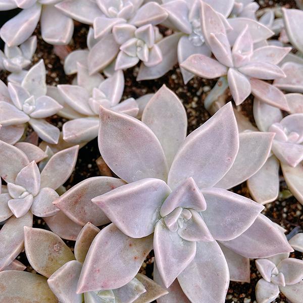 多肉植物/朧月（月曜日発送：2月23日の週は祝日を挟む為、3月2日