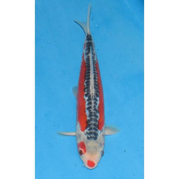 錦鯉 No602 秋水 令和5年産 29cm 錦鯉 : アキカン ヤフー店 - 通販