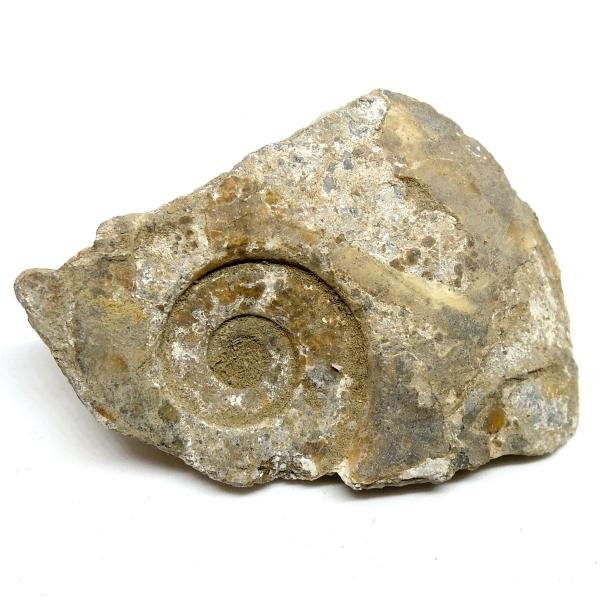 北海道産 アンモナイト化石 ハウエリセラス化石 標本 国産 日本産