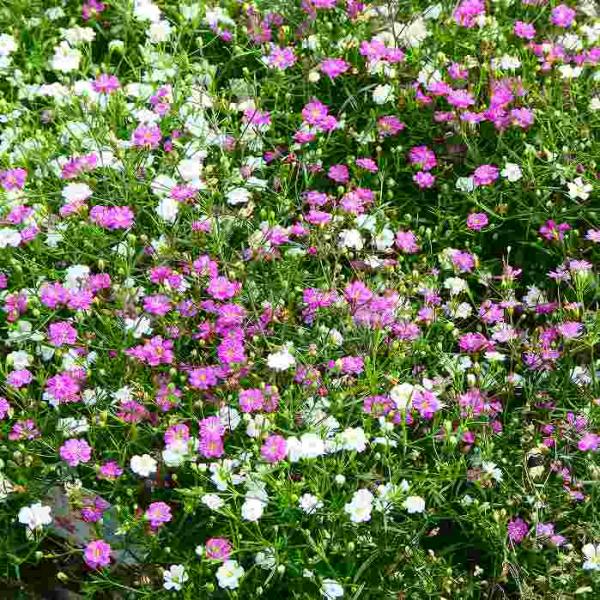 カスミソウ 苗 2色寄せ植え ピンクと白花 3.5号 かすみ草 カスミ草