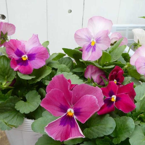 パンジー 苗 わらく ピンクブロッチ 3.5号 冬の花壇苗 ビオラ 251030