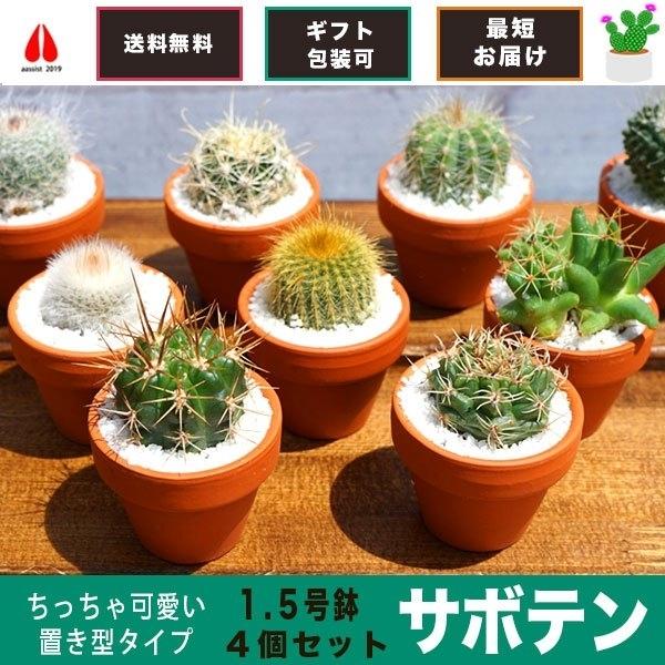 サボテン 4点 セット 1.5号 鉢 約4.7cm×4.7cm×9cm 観葉植物