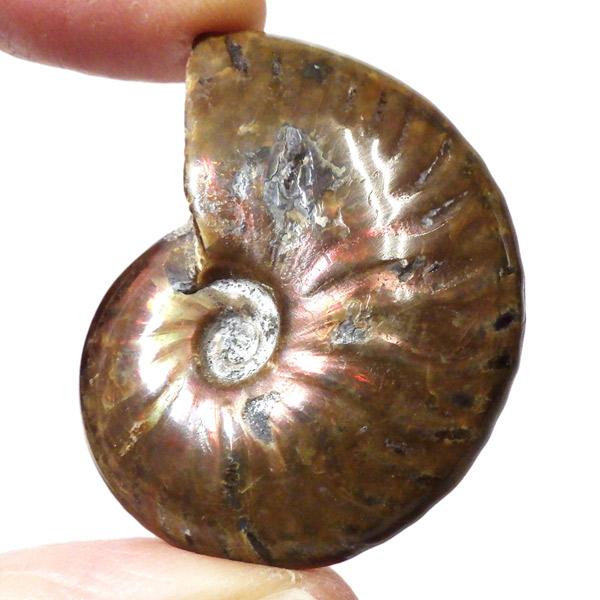 アンモナイト 化石 標本 マダガスカル産 : 仏像と縁起物の専門店 龍祥