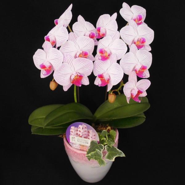 胡蝶蘭 コチョウラン 【ピンクフレアー】 5号鉢 2本立ち ラッピング