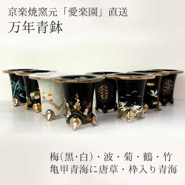 鉢 万年青」の人気商品一覧 | 安い商品を通販サイトから探す - 価格.com