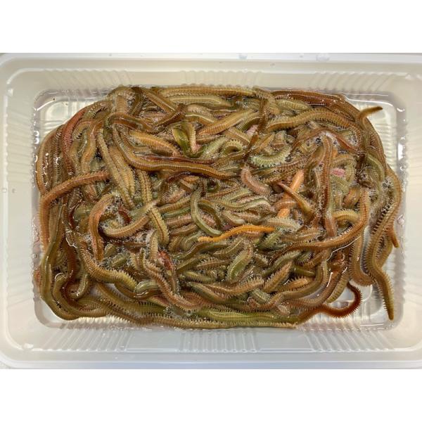 121-123] スーパー青虫（青イソメ） 250g 釣り餌 お得！ 【完全